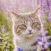Kattenkruid & Valeriaan speelset - set mix - Thumbnail Image 4