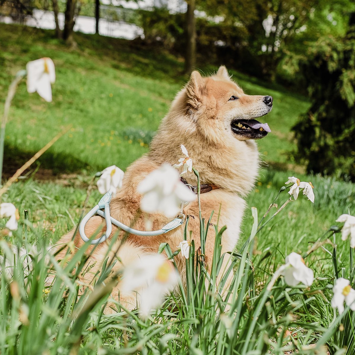 stijlvolle stads leiband voor honden - Afbeelding 1