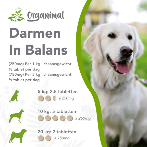 Darmen in balans (hond) - Afbeelding 3