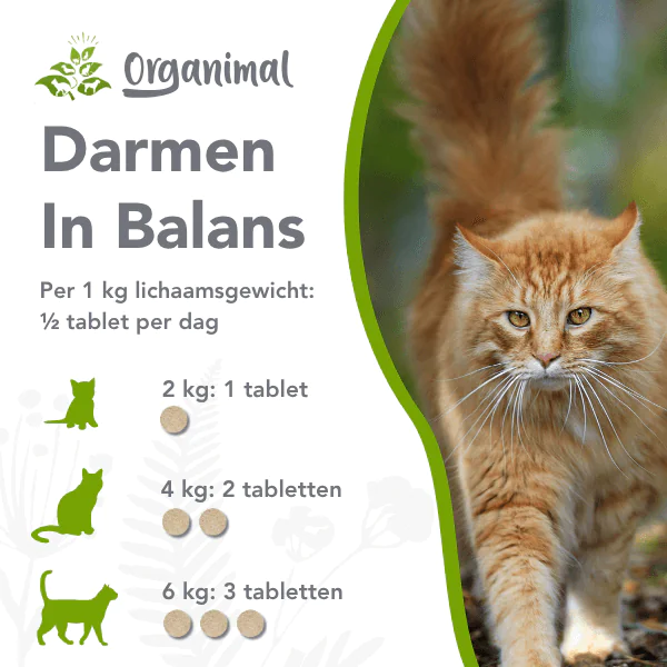 Darmen in balans (kat) - Afbeelding 2