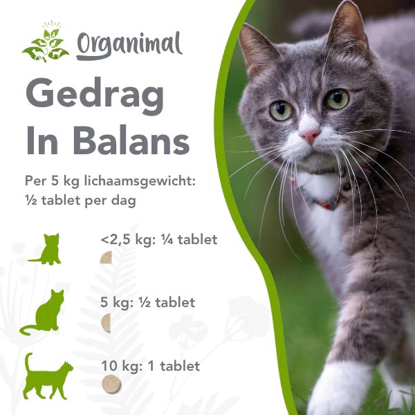 Gedrag in balans kat & hond - Afbeelding 3
