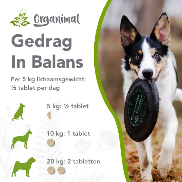 Gedrag in balans kat & hond - Afbeelding 2