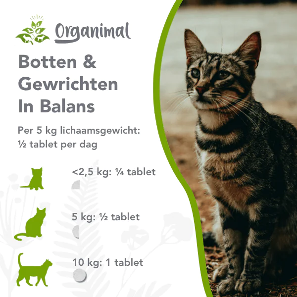 Botten en gewrichten in balans (kat & hond) - Afbeelding 2