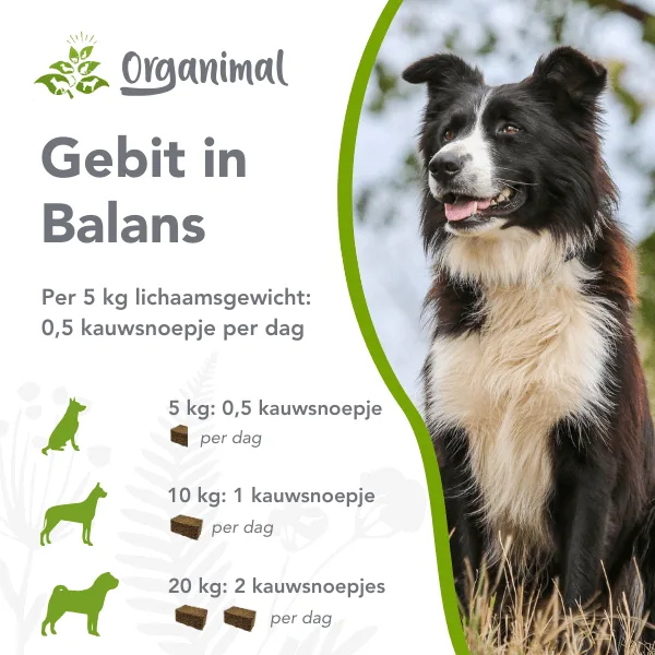 Gebit in balans honden - Afbeelding 2