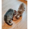 Likmat voor honden en katten - Thumbnail Image 4