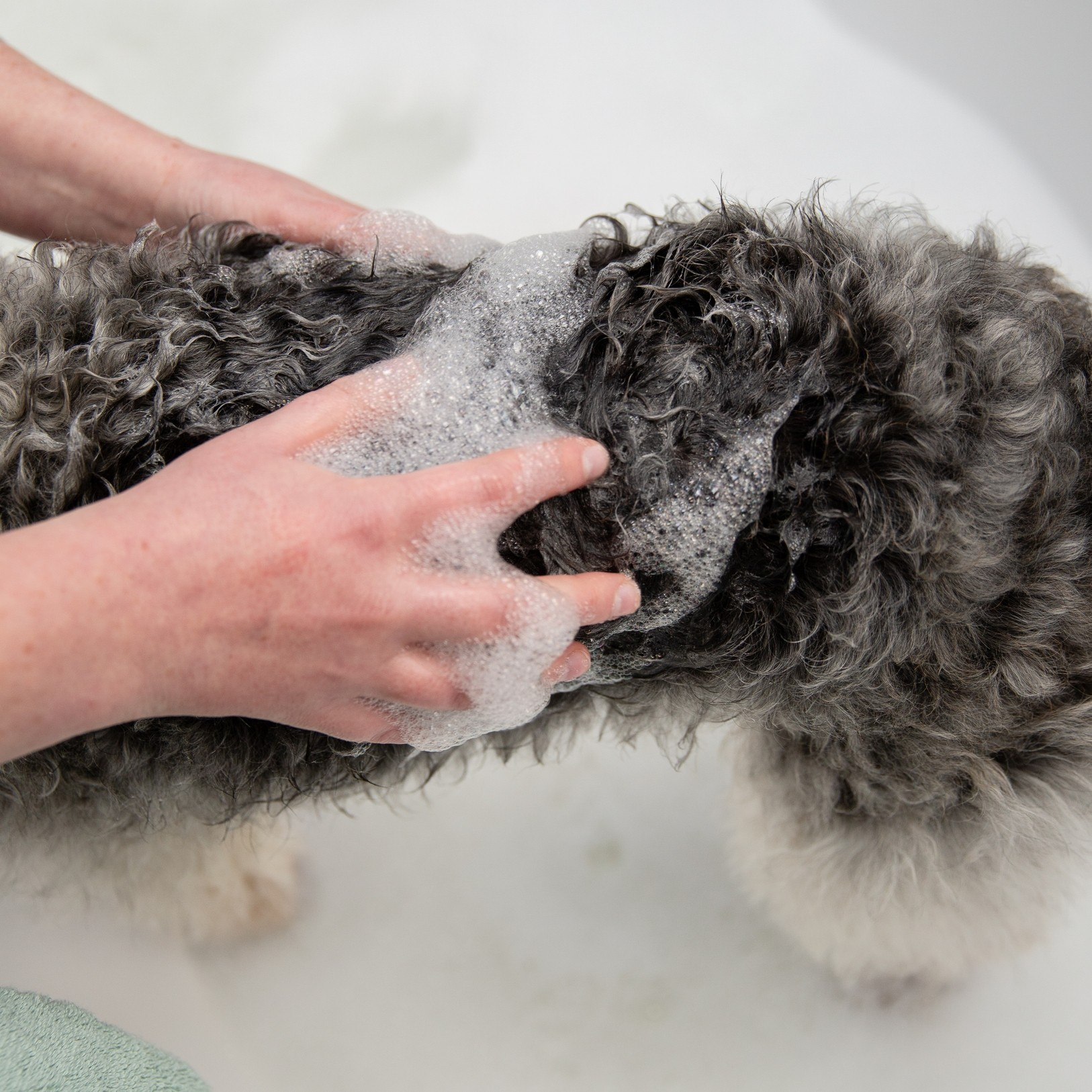 Pooch polish schuim shampoo - Afbeelding 4